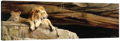 Lions Of Umfolozi Canvas Art Print - Grant Hacking