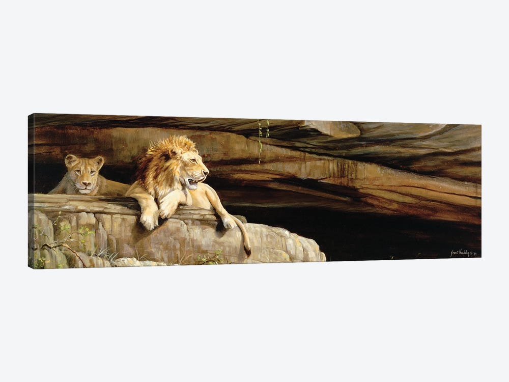 Lions Of Umfolozi by Grant Hacking 1-piece Canvas Artwork