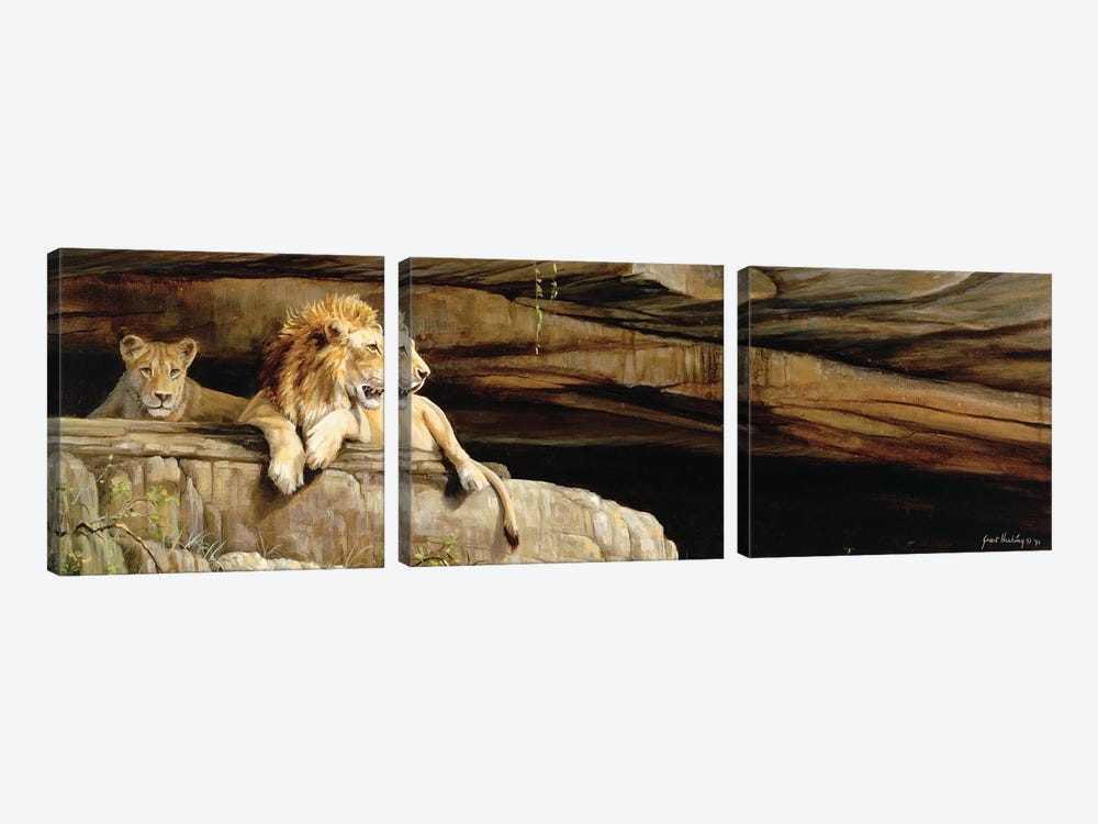 Lions Of Umfolozi by Grant Hacking 3-piece Canvas Artwork