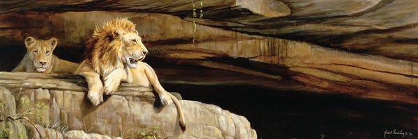 Grant Hacking: Lions Of Umfolozi by Grant Hacking