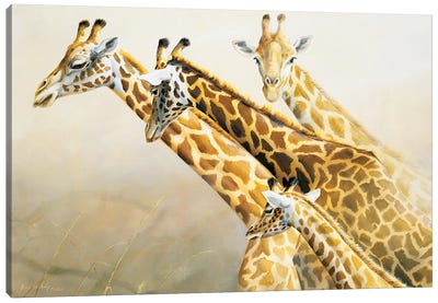 Longest Necks In Africa Giraffes Canvas Art Print - Grant Hacking