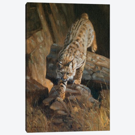 Lynx Canvas Print #GHC63} by Grant Hacking Canvas Art Print