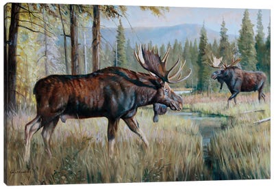 Moose Canvas Art Print - Grant Hacking