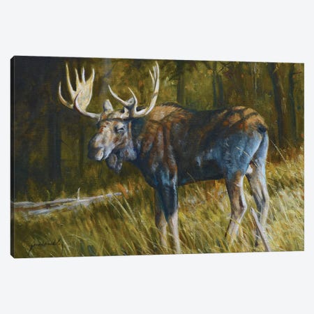 Moose Canvas Print #GHC67} by Grant Hacking Canvas Artwork