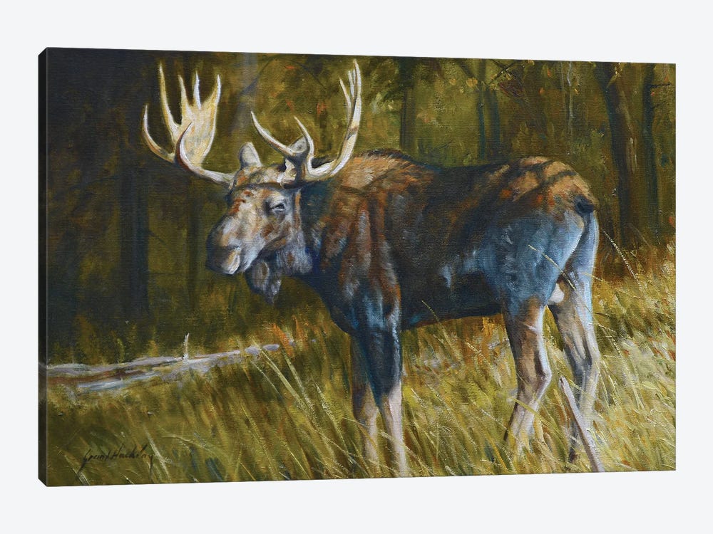 Moose by Grant Hacking 1-piece Canvas Print
