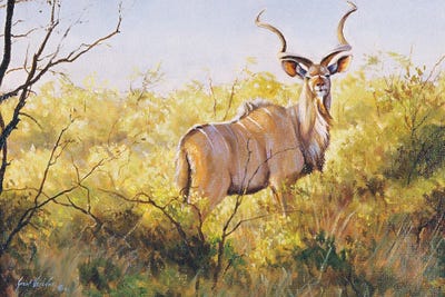 Mopane Bush Kudu by Grant Hacking framed canvas print
