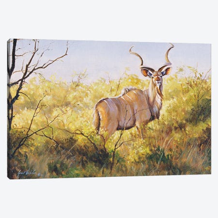 Mopane Bush Kudu Canvas Print #GHC68} by Grant Hacking Canvas Print