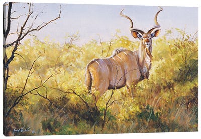 Mopane Bush Kudu Canvas Art Print - Antelope Art