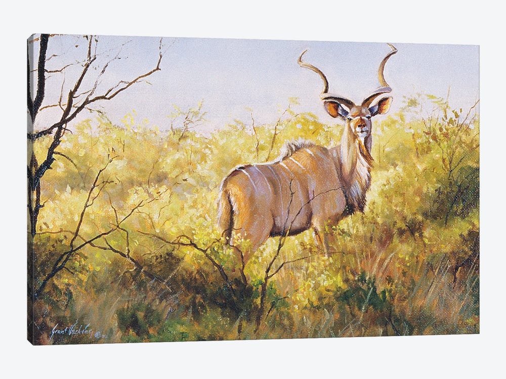 Mopane Bush Kudu by Grant Hacking 1-piece Canvas Art