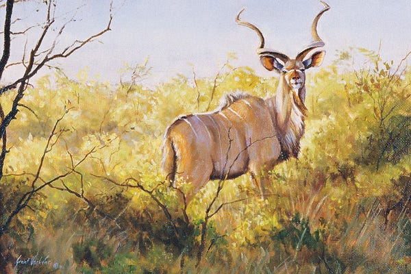 Antelopes: Mopane Bush Kudu by Grant Hacking