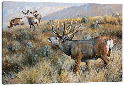 Morning Air Canvas Art Print - Elk Art