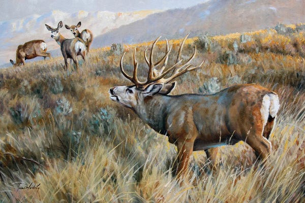 Elk: Morning Air by Grant Hacking