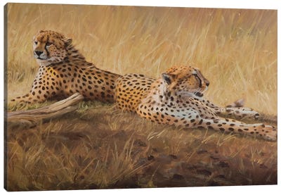 African Cats Canvas Art Print - Cheetah Art