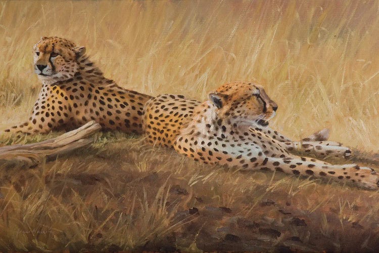 African Cats by Grant Hacking wall art