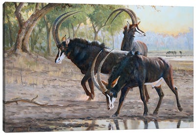 Morning Thirst Canvas Art Print - Antelope Art