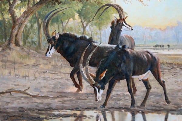 Antelopes: Morning Thirst by Grant Hacking