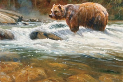 Mountain Stream Grizzly by Grant Hacking framed canvas print