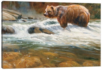 Mountain Stream Grizzly Canvas Art Print - Grizzly Bear Art
