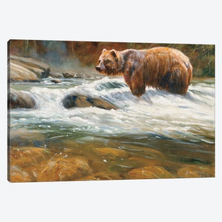 Mountain Stream Grizzly Canvas Print #GHC72} by Grant Hacking Canvas Wall Art