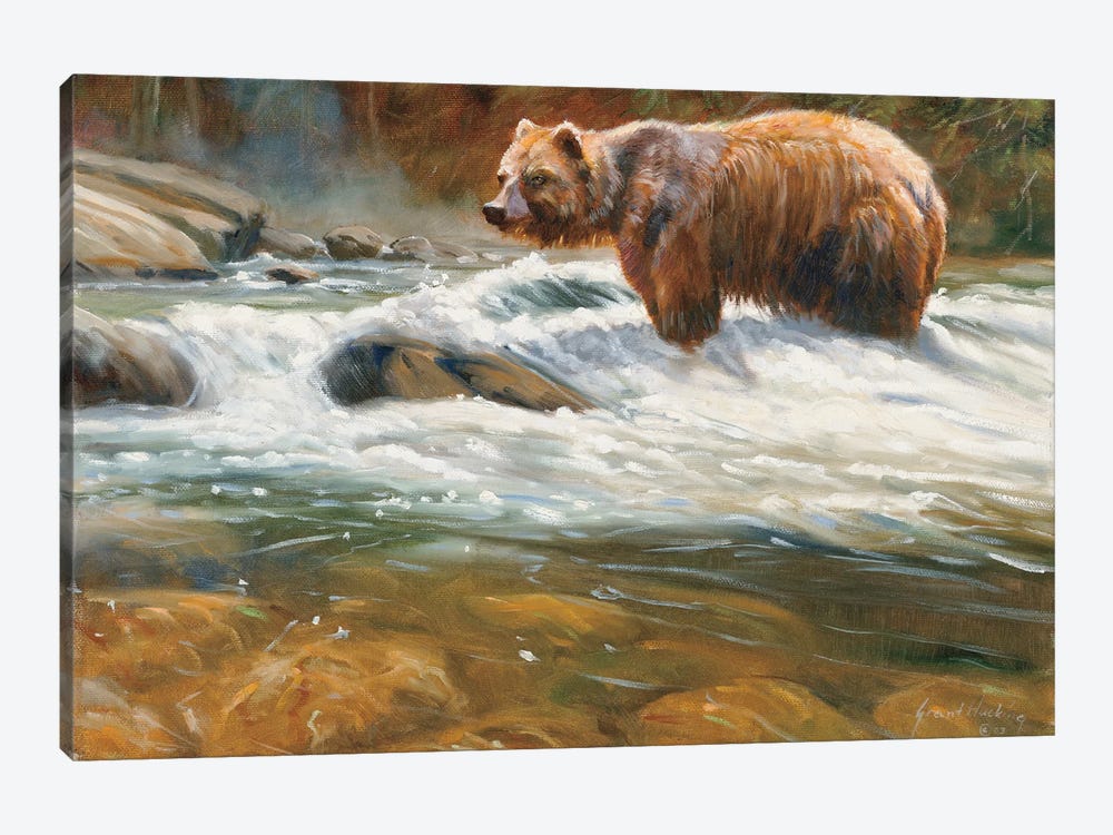 Mountain Stream Grizzly by Grant Hacking 1-piece Canvas Art Print