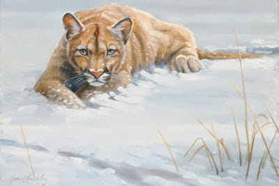 No Cover Puma by Grant Hacking framed canvas print