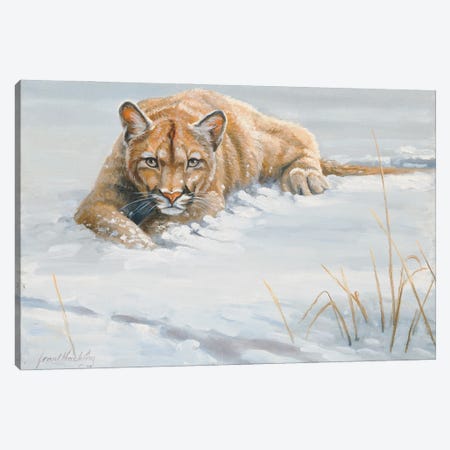 No Cover Puma Canvas Print #GHC73} by Grant Hacking Canvas Wall Art