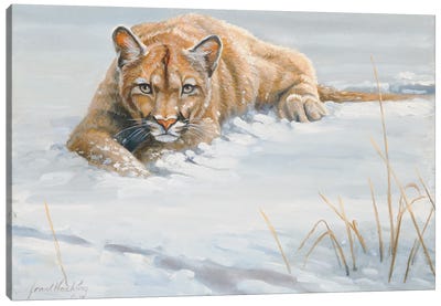 No Cover Puma Canvas Art Print - Grant Hacking