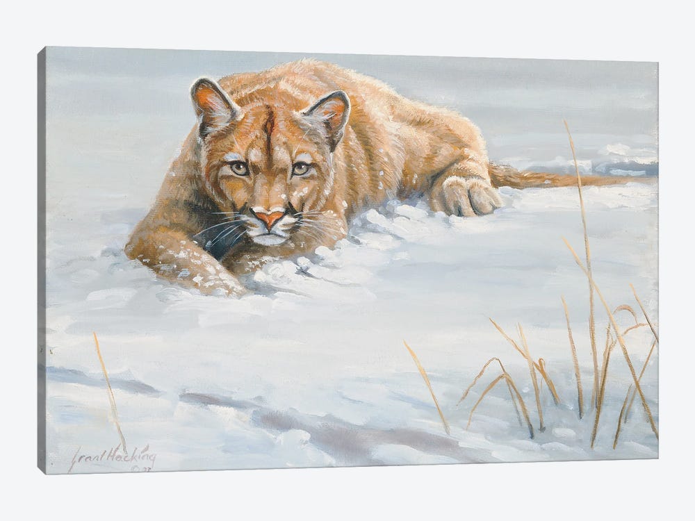 No Cover Puma by Grant Hacking 1-piece Canvas Artwork