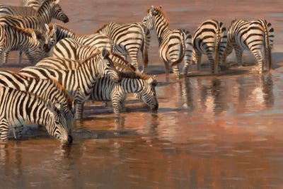 No Looking Back Zebra by Grant Hacking framed canvas print