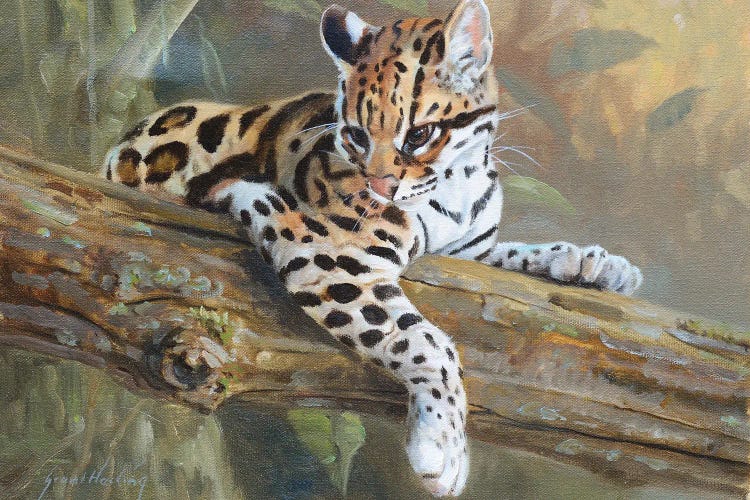 Ocelot by Grant Hacking wall art