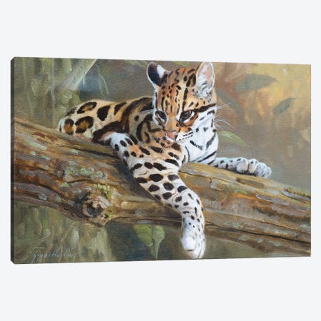Ocelot Canvas Print #GHC77} by Grant Hacking Canvas Art Print