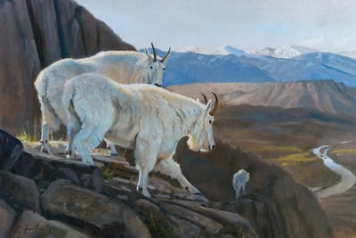 On The Verge Mountain Goats by Grant Hacking framed canvas print