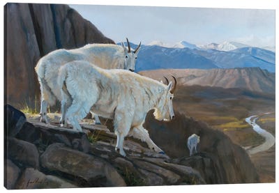 On The Verge Mountain Goats Canvas Art Print - Goat Art