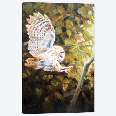 Owl Canvas Print #GHC80} by Grant Hacking Canvas Print