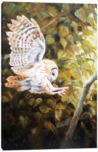 Owl Canvas Art Print - Grant Hacking