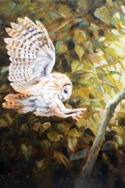 Grant Hacking: Owl by Grant Hacking