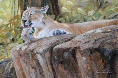 Puma by Grant Hacking framed canvas print