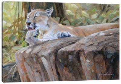 Puma Canvas Art Print - Grant Hacking