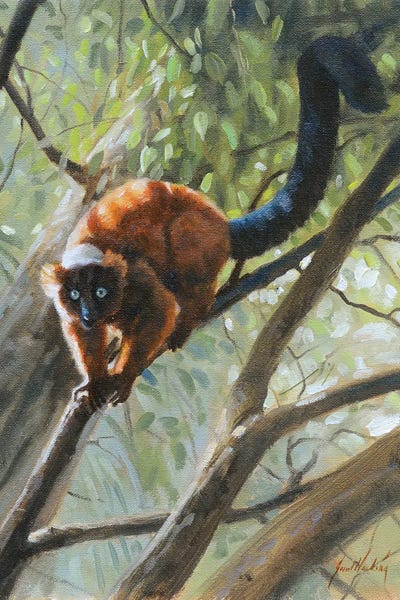 Read Roughed Lemur by Grant Hacking framed canvas print