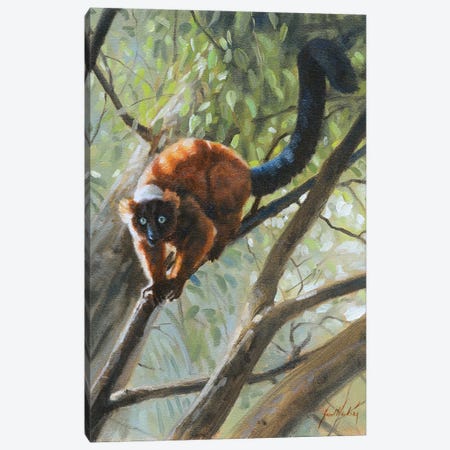 Read Roughed Lemur Canvas Print #GHC84} by Grant Hacking Canvas Wall Art