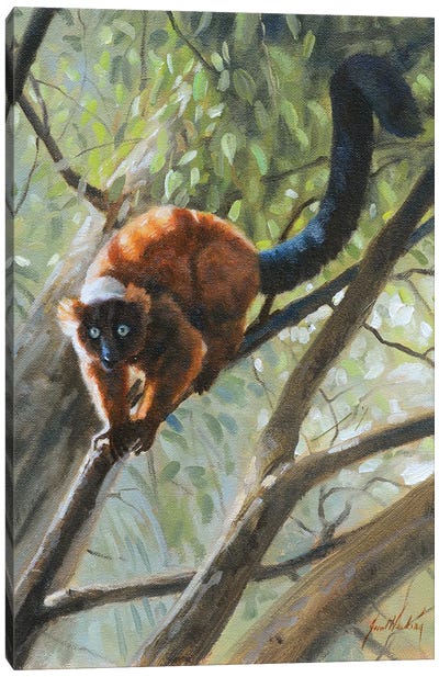 Read Roughed Lemur Canvas Art Print - Lemur Art