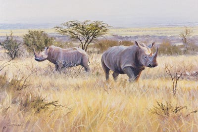 Rhino by Grant Hacking framed canvas print