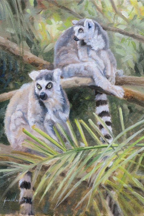 Ring Tailed Lemur