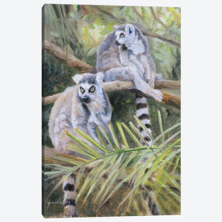 Ring Tailed Lemur Canvas Print #GHC86} by Grant Hacking Canvas Art