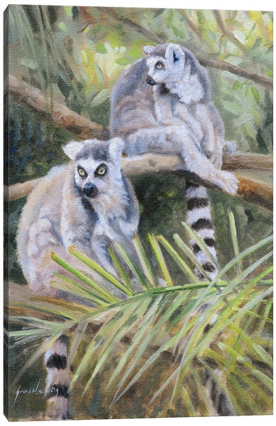 Ring Tailed Lemur Canvas Art Print - Lemur Art