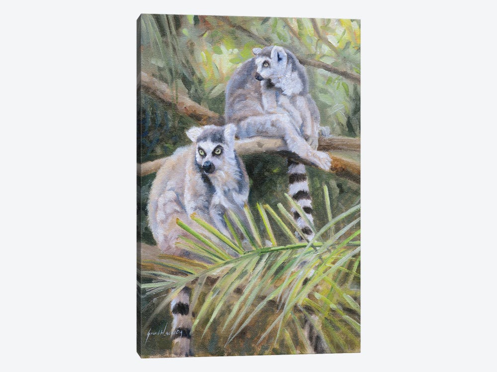 Ring Tailed Lemur by Grant Hacking 1-piece Canvas Wall Art