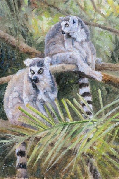 Grant Hacking: Ring Tailed Lemur by Grant Hacking