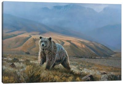 Silvertip Grizzly Canvas Art Print - Grizzly Bear Art