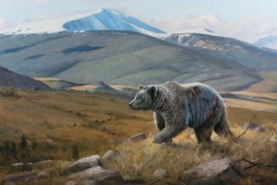 Snow Capped Grizzly by Grant Hacking framed canvas print