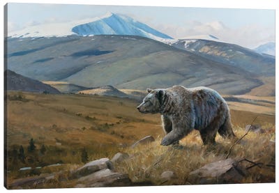 Snow Capped Grizzly Canvas Art Print - Grizzly Bear Art